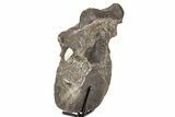 Hadrosaur (Hypacrosaurus) Dorsal Vertebra with Stand - Montana #336088-4